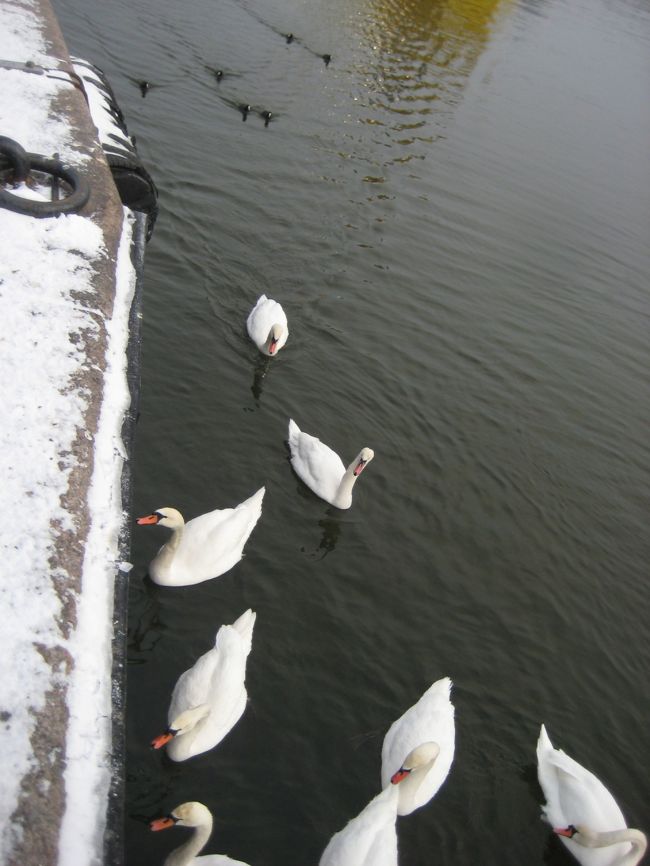 白鳥などの水鳥がいました。<br />ここは入り江です。白鳥は海水でも大丈夫なんですね。<br />持っていたパン（味のない）をあげたら、寄ってきました。<br />寄って来られると、かわいいものでもっとあげたくなるものですが、<br />そうそうパンは持ち歩かないものです。残念・・・。