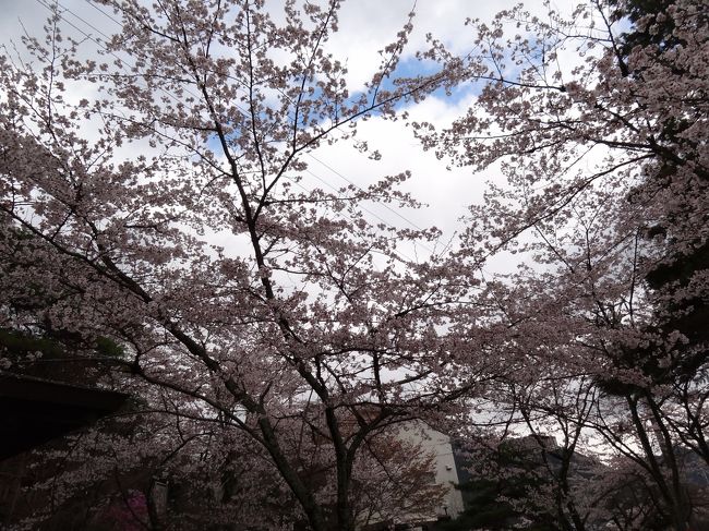 4月中旬某日。<br />美濃祭り（別冊）の後、近くの小倉山公園まで幼児と2人、頑張って足をのばしました。