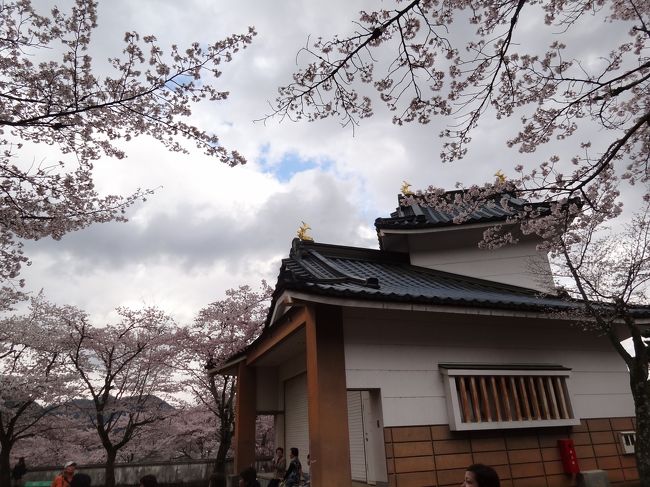 咲き誇っているわけじゃないけど、桜自体は満開。天気も良く、暑いくらい。