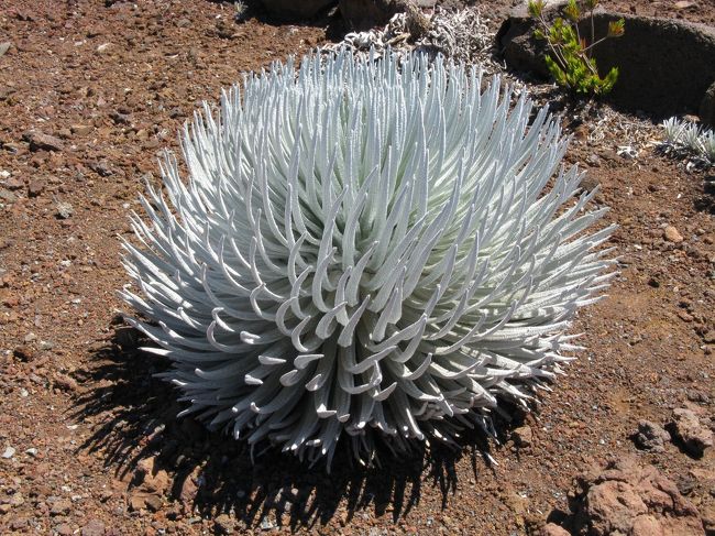 これも花が咲くそうです。