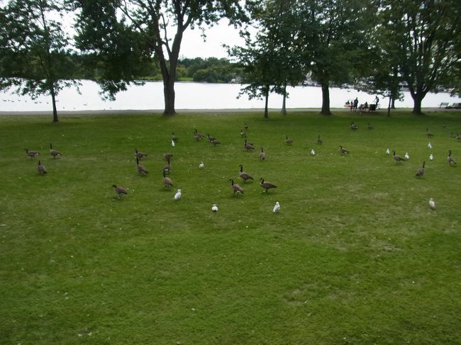 この鳥があちこちに、たくさん。<br />本当に、オタワって自然と生き物が、共存共栄している。<br />どこかに書いたか？忘れましたが、<br />アパートから学校に通う大通りの真ん中に野生のうさぎが座っていたことが。<br />そこらへんの家のまわりの茂みに巣があるのだろうと、友人が。<br />朝の通勤時間の街中の通りに、ですよ！<br />