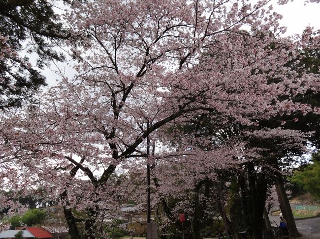 次回はめざせ小倉山ハイキング。