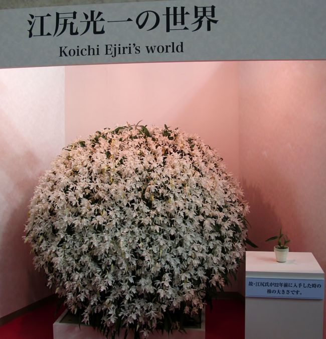 蘭＝百花譜　杵島隆作品集　蘭•12回世界会議推薦図書　定価24,000円 蘭＝百花譜 杵島隆作品集 蘭•12回世界会議推薦図書 定価24,