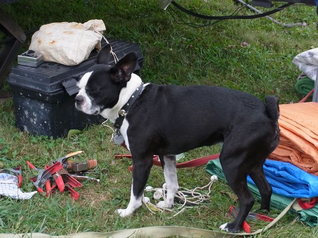 犬連れの人が多いですね〜。<br />それも見る犬み〜んな犬種が違う。。<br />日本では、それほど沢山の犬種を見ることは<br />無いんじゃないのかな？と思うくらい、<br />この後も旅行中、沢山の犬種を見ました。
