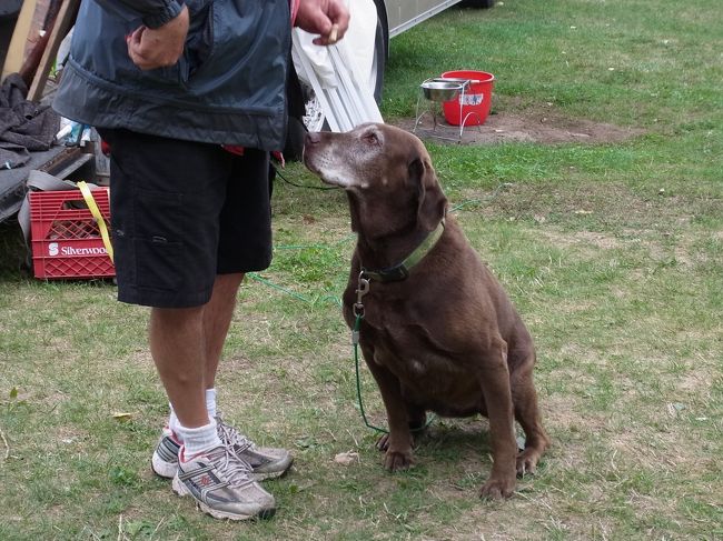 おう、こちらも、おりこうな犬。