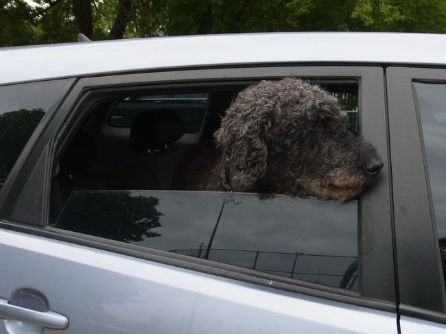 わ〜くるくる巻き毛がかわいい。