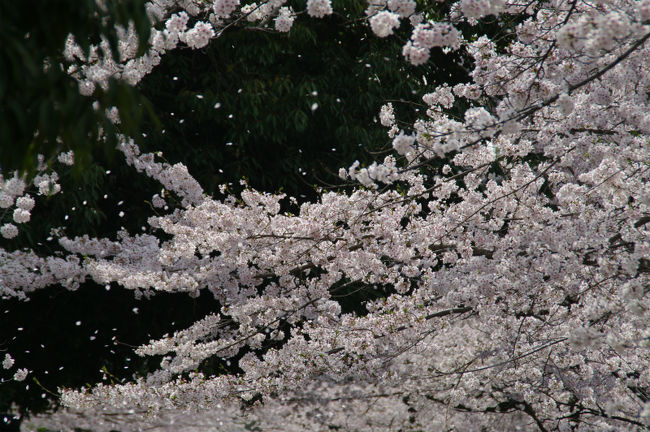 桜を求めて京都 滋賀 インクライン 南禅寺 哲学の道そして泉涌寺へ 東山 祇園 北白川 京都 の旅行記 ブログ By Canさん フォートラベル