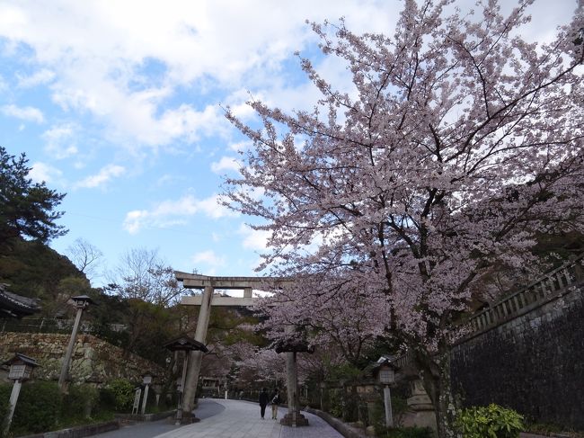 小倉山公園の後、またまた花見巡り〜。<br />久々に、稲葉神社の桜見にやってきました。