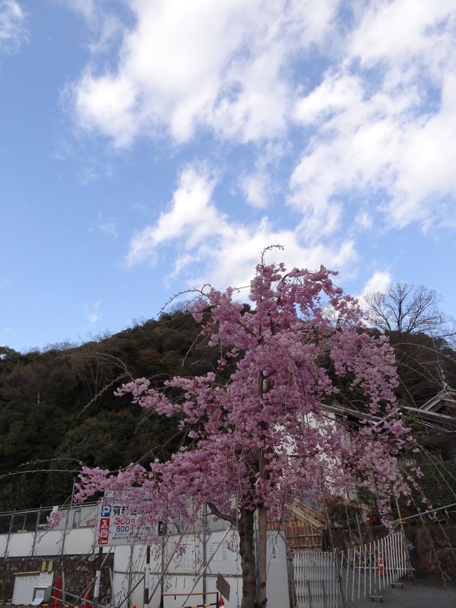 こちらいなばさんでは、ピンクの枝垂れ桜が綺麗です。
