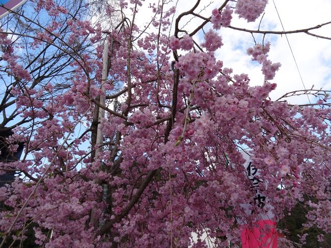 美しい。今日、いや、今年廻った桜めぐりではここが一番良かった。かも。
