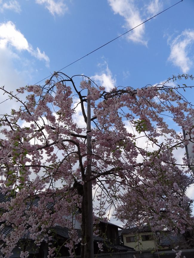 自宅からとっても近いお花見スポット。今回改めてここの素敵さに気付いたので、ここは毎年来よう！