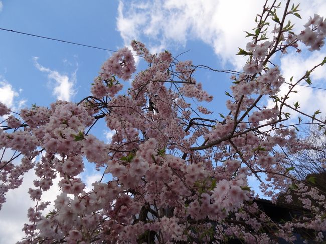 花の付き方が可愛いなー。