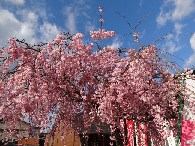お天気の時の満開の桜は本当に素晴らしいわ。