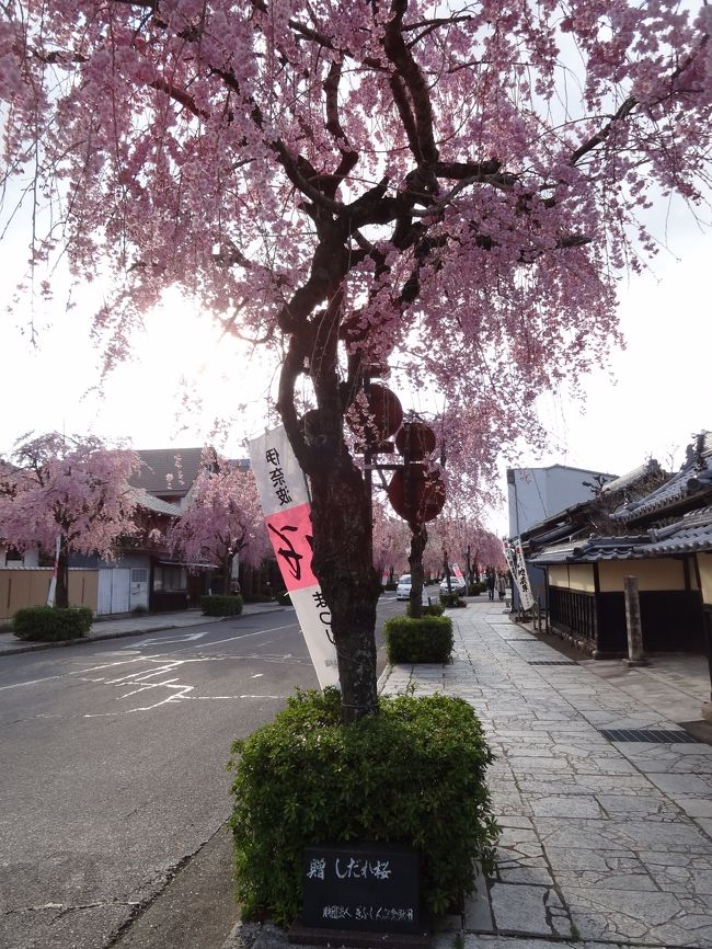 しだれ桜の競演・・・