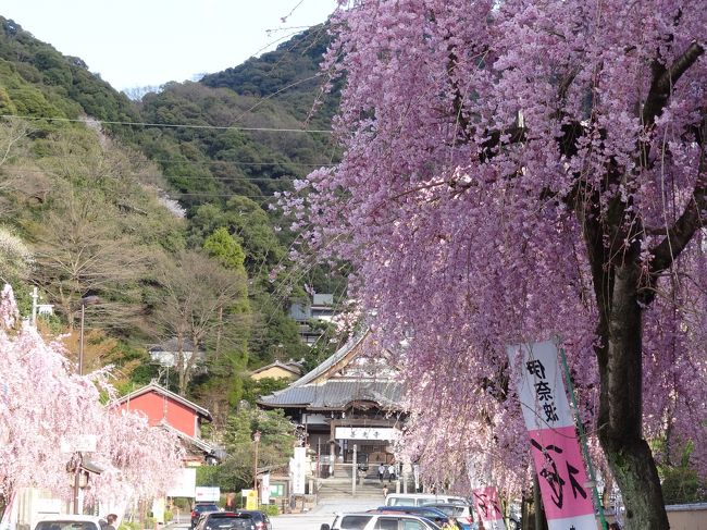 1キロぐらいの道の左右を、ずっとしだれ桜が飾っています。