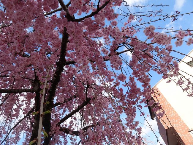 青い空にピンク。