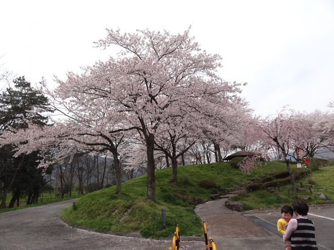 4月中旬某日。<br />東谷山フルーツパーク（別冊）が早め早めの行動により、昼前には見終わっちゃったので、地元の桜を見ようと高速で養老SAまでやってきました。<br />そしてこのSAの桜が見事だったので、来年は是非ここで花見をしよう＾０＾と備忘録的に残してます。