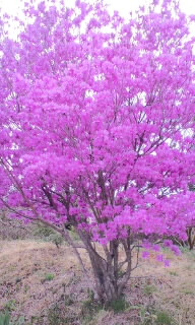 ご近所さんに咲いていたもの