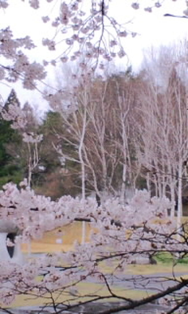 奥の白樺も一緒に