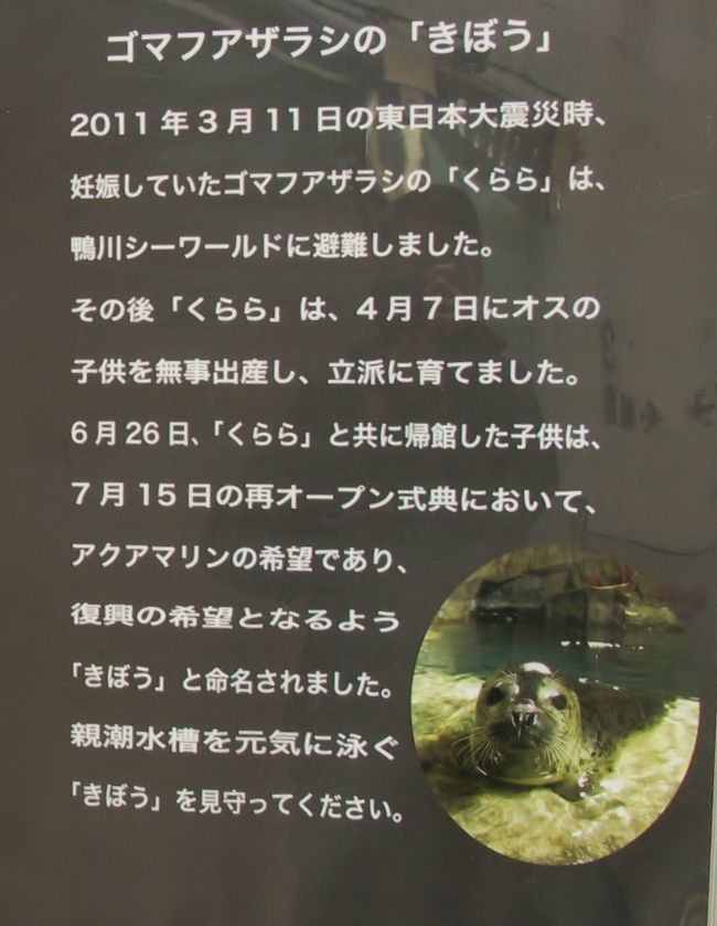 アクアマリンふくしま復活 潮目の海に再会 ☆シーラカンス標本も