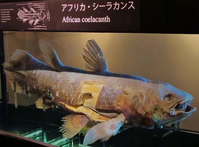 アクアマリンふくしま復活 潮目の海に再会 ☆シーラカンス標本も