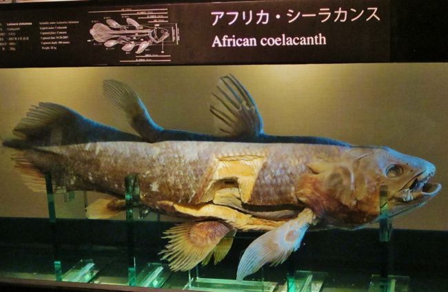 アクアマリンふくしま復活 潮目の海に再会 ☆シーラカンス標本も