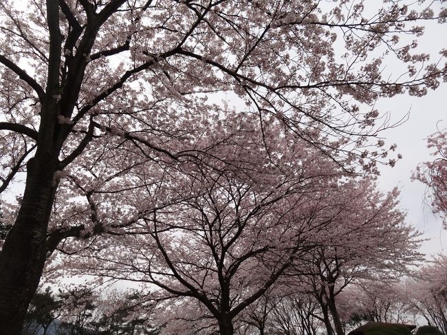SAなのに立派な桜並木だと思いませんか〜。