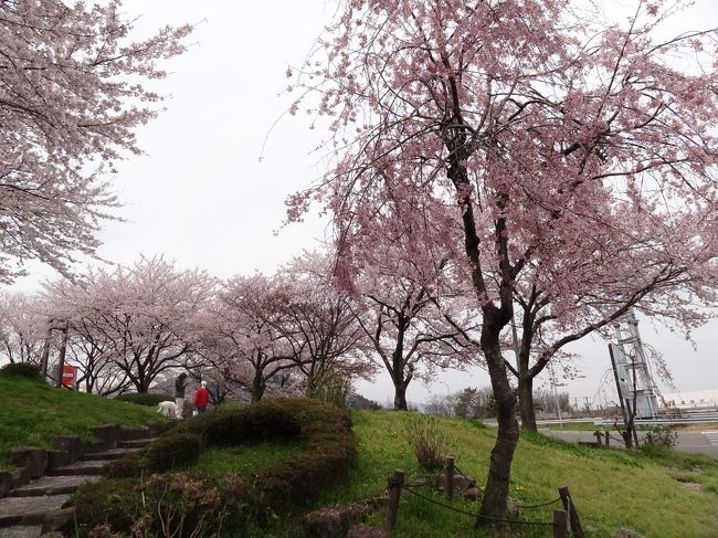 お花見をしている人も発見しました。