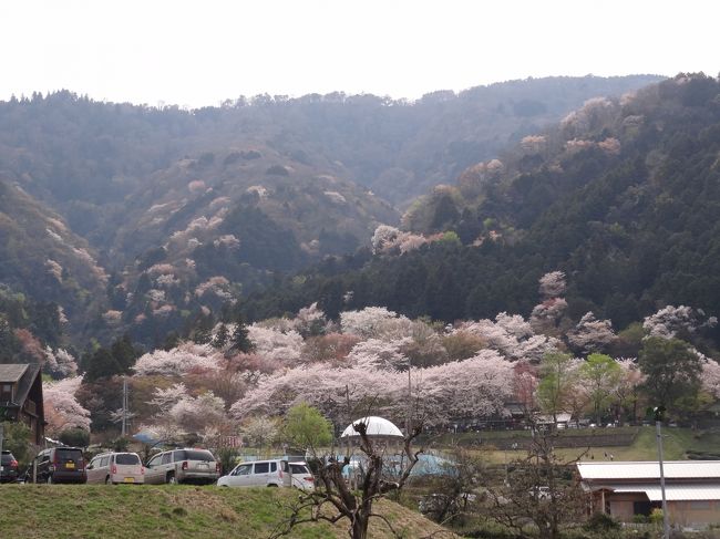 密かに「ミニ吉野山」と名付けています。