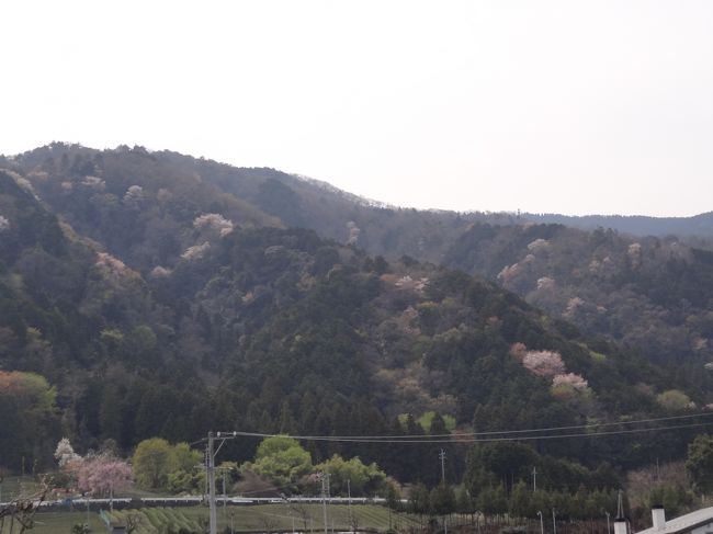 満開！の時期ではないけど、優雅な日本美。