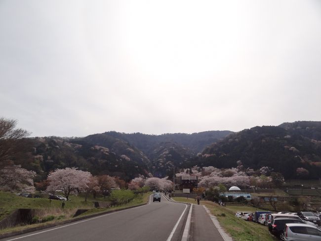 桜と渓谷の調和が非常に美しいことから、国指定名勝及び天然記念物に指定されています。