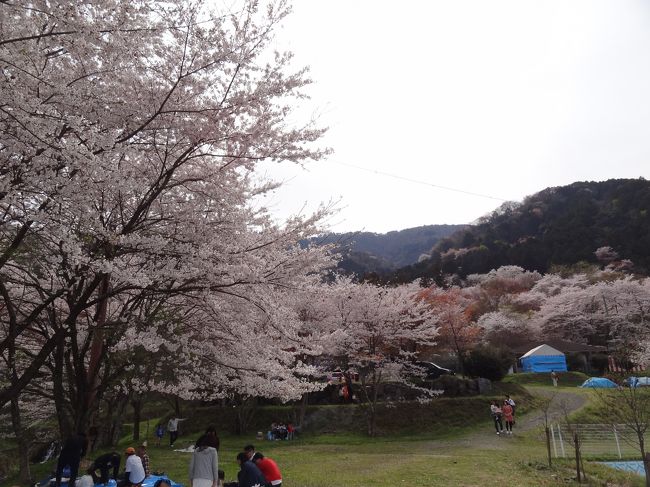 東海3県有数のサクラの名所で知られており、「日本さくら名所100選」にも選定されています。