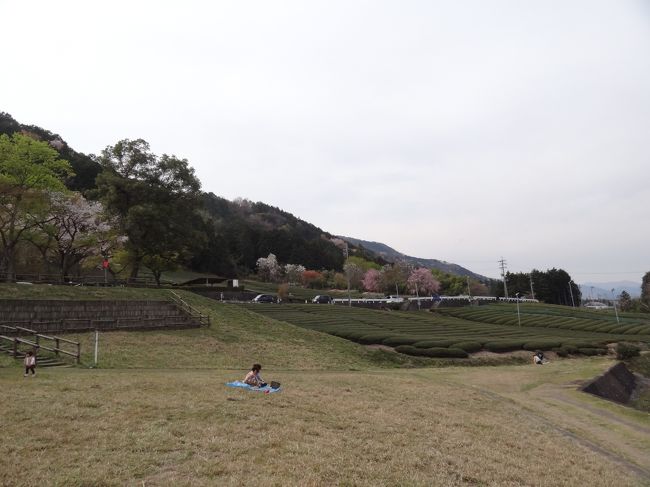 桜の花が咲く様子を遠くから見るとまるで霞がかかったように見えるところから、いつしか「霞間ヶ渓（かまがたに）」と呼ばれるようになったそうです。
