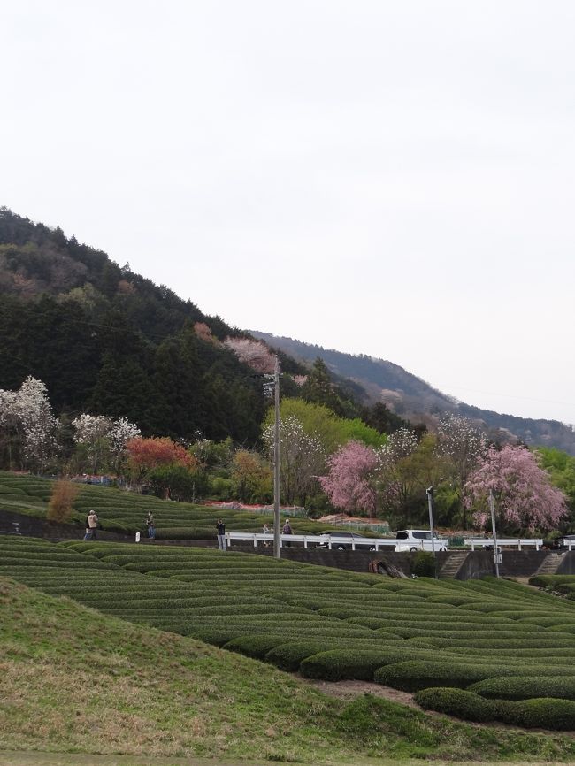 桜並木と並んで一帯は揖斐茶の特産地でもあり、桜並木の合間に茶畑が広がっています。
