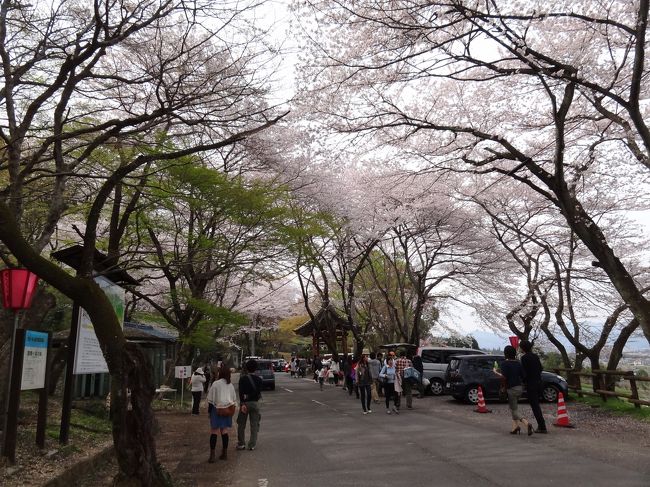 桜のトンネルを・・・