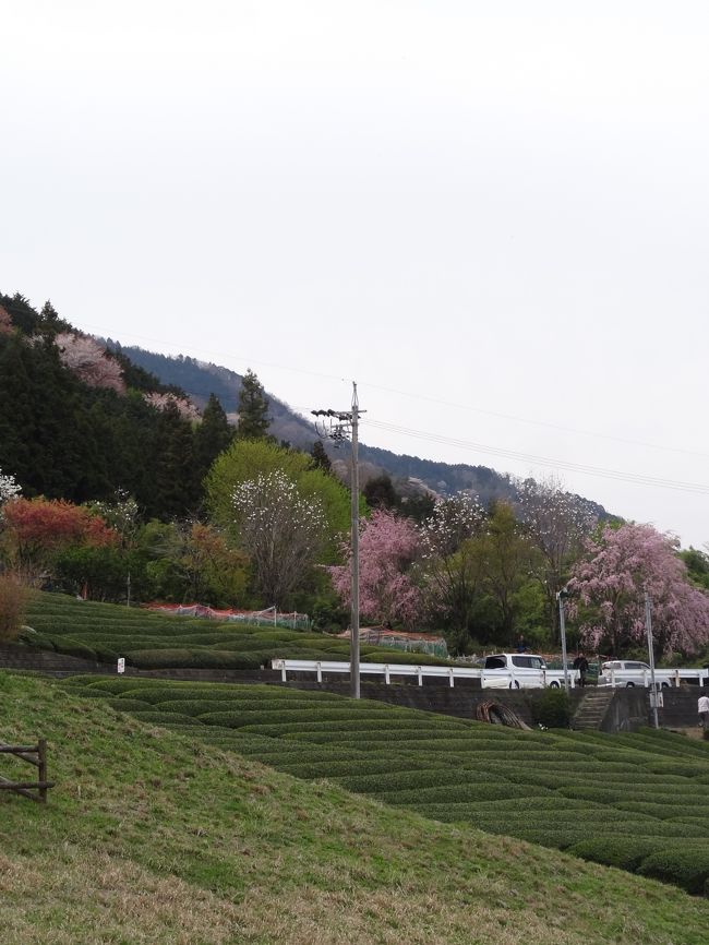 お気に入りの一枚。揖斐茶の茶畑と桜のお山。