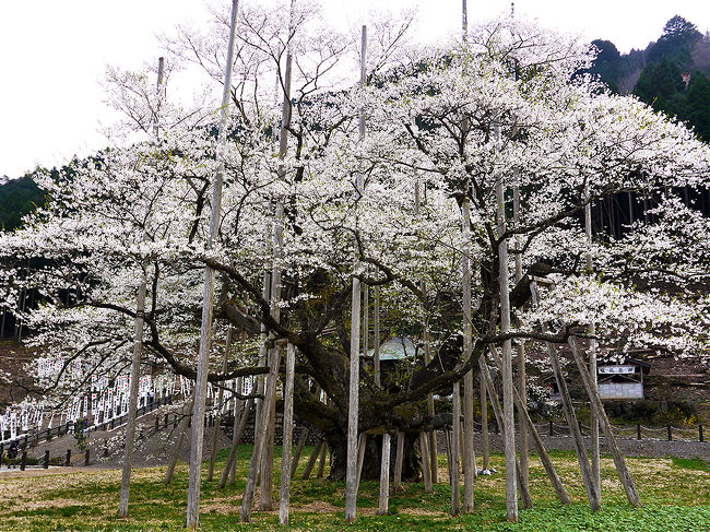 日本三大桜】 満開の国指定天然記念物 「 根尾谷淡墨桜 」 を訪れて