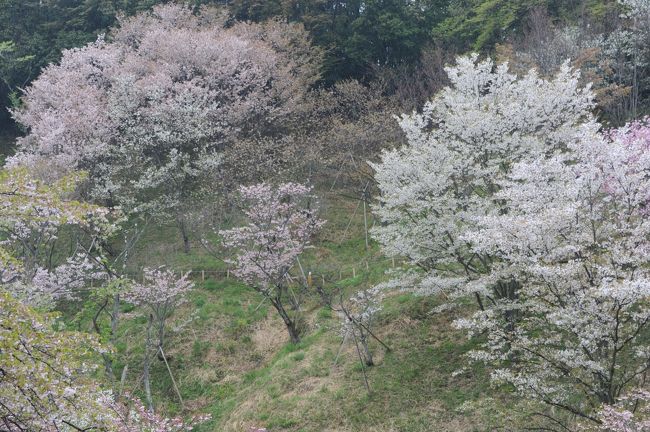 森林総合研究所多摩森林科学園 のサクラ保存林/里山に咲き乱れるサクラの数々