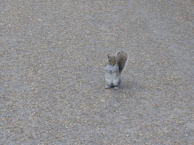 リス発見！！<br /><br />かわいい<br /><br />人に慣れているなのかなかなか逃げない<br /><br />あと１時間もすると犬を放し飼いで散歩する人が増えるから<br /><br />早朝しか見れないのかな