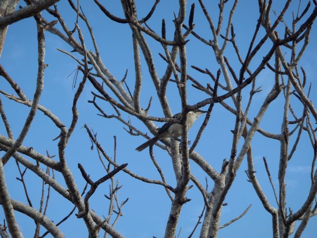 「ナントカフィンチ」・・あまりにいろいろな鳥がいて、もう名前がわからない。。。