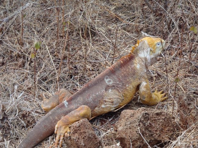 いました！！<br />陸イグアナ。