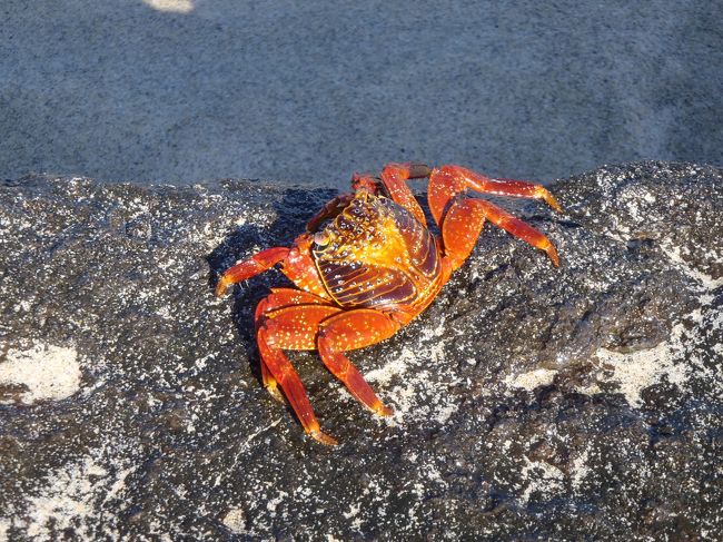 カニはいっぱいいるんだけどね。