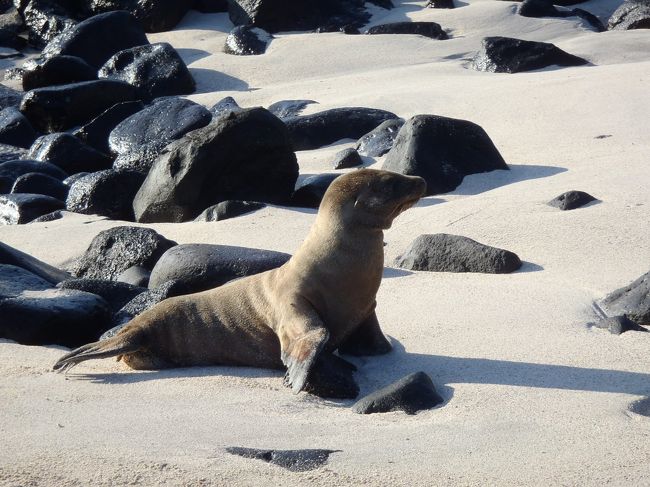 エスパニョラ島は海鳥の楽園と言われていて、数々の海鳥を見ることができます。<br />アシカの数も半端なく、自然が豊富なガラパゴス諸島の中でも一番自然が手つかずで残っているイメージがあります。