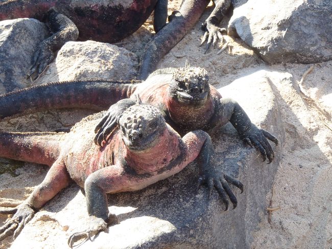 海イグアナの親子（夫婦？　友達？）