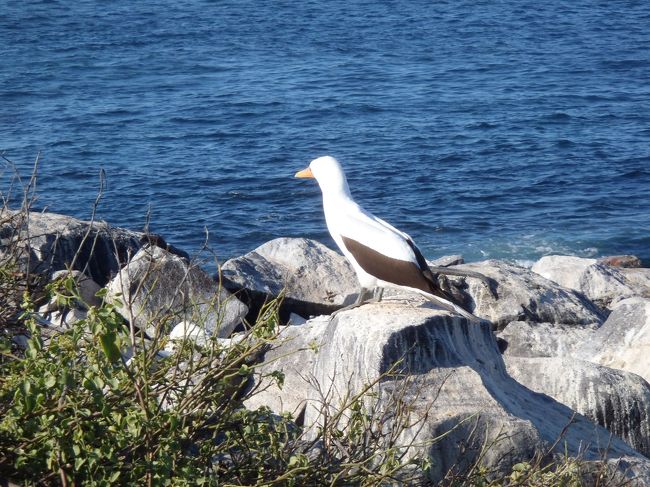 かつおどり（・・だと思う）