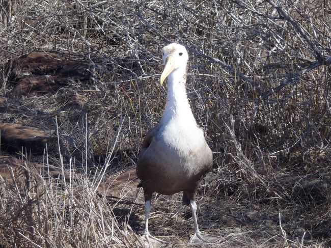 カツオ鳥の赤ちゃん。<br />かわいそうに、親鳥からはぐれてしまったようです。