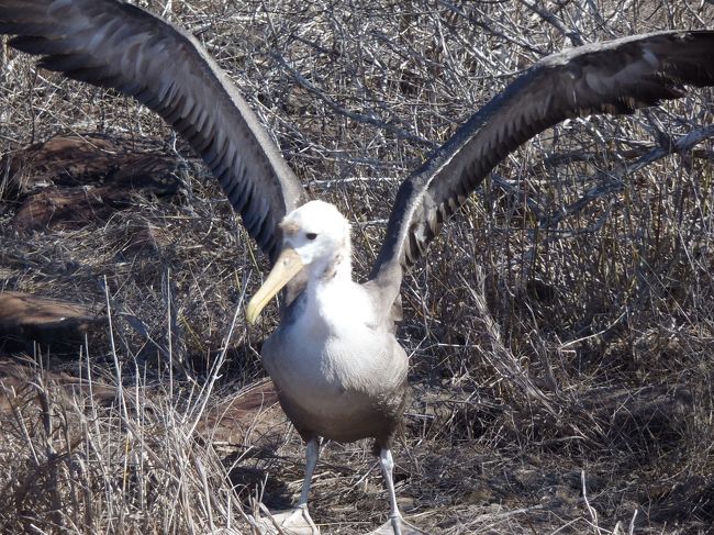 親からはぐれると一人ではまだ生きていけないそうですが、人間は下手に手助けをしてはいけないんです。<br />自然を守るっていうのはそういうことなんですね。<br />難しい・・・