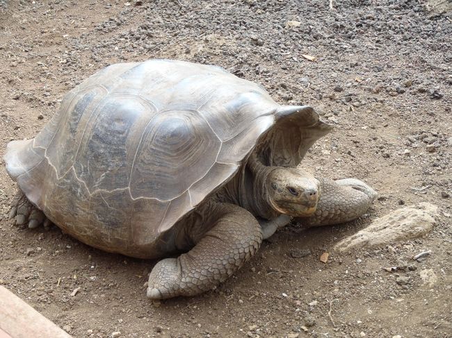 午後の上陸は「サンクリストバル島」です。<br />町の名前は「プエルト・モケリソ・モレノ」<br />約５０００人の住民が住むガラパゴスの行政中心地です。<br /><br />ここは動物を保護している施設があり、陸亀の保護区を見学しました。