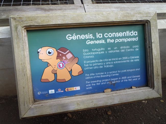 でも、小さい頃は本当に小さくて他の動物に食べられてしまうので<br />ある程度の大きさになるまでしっかり保護されています。