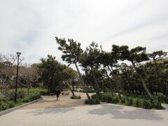 島の東側は、「県立城ヶ島公園」広い公園になっています。木がみんな斜めに立っているのが面白いです。